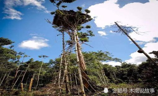 地球上的 鸟人 部落,家在几十米高的树上,生活如世外桃源一般