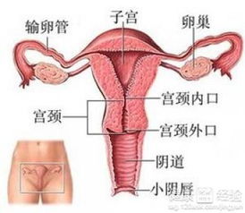 阴道和尿道是共用器官吗？