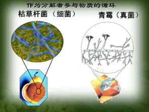 人教版八年级上册生物第五单元第四章第四节细菌和真菌在自然界中的作用 共22张PPT 