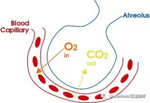 二氧化碳对人体有害吗,化学学习——二氧化碳对人类生活和环境的影响