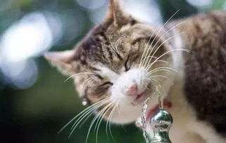 培养猫咪良好的喝水习惯,养猫必看 饮水 