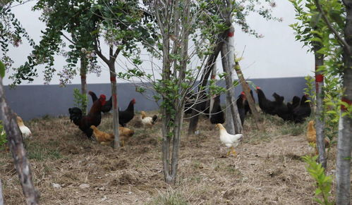 农村庭院养鸡,明明有鸡窝,到晚上鸡为啥还在树上休息呢