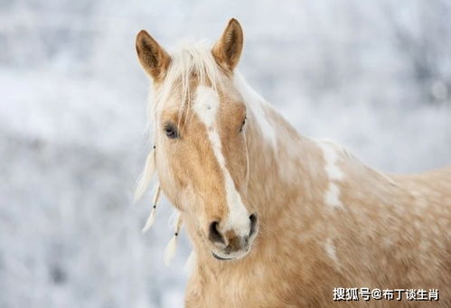 生肖马12月运势 切记不要做的2件傻事,会断送自己的财运