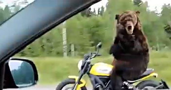 俄罗斯 疯狂 棕熊,自己骑摩托车在公路上淡定兜风