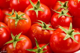8月可以种西红柿吗 8一9月适合种什么蔬菜