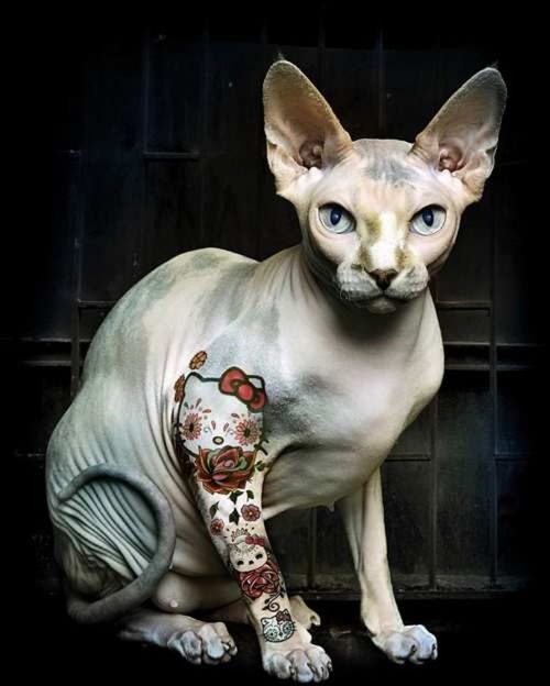 身带纹身的斯芬克斯猫,看起来像黑帮老大其实很温顺 