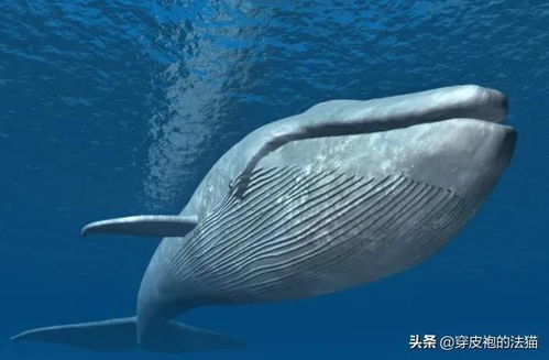 鲸鱼潜入万米深都没事,为什么钢铁打造的潜艇在水下容易被压扁
