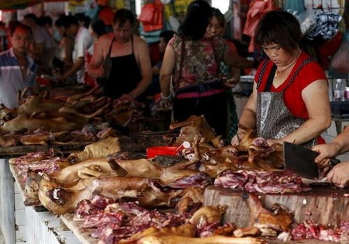 越南每年吃掉400万只,猫肉这么好吃,为何我们中国吃货却不吃