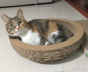 如果家里有人怀孕了,你们会放弃狗狗 猫咪吗 