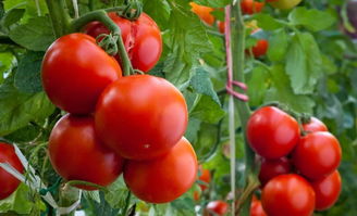西红柿和番茄一样吗有两大区别,圣女果和西红柿有什么区别
