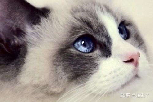 布偶猫的眼睛都是蓝色的吗 可以通过眼睛来判断纯种 