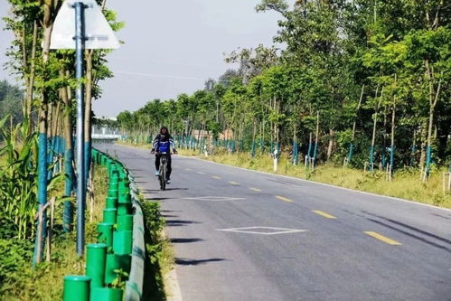 临泉这几条农村公路,又有新进展 