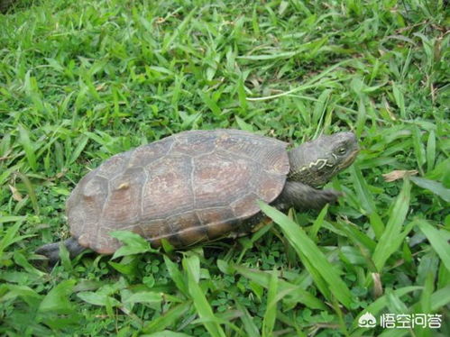 鳖和乌龟的区别 鳖和龟有什么区别