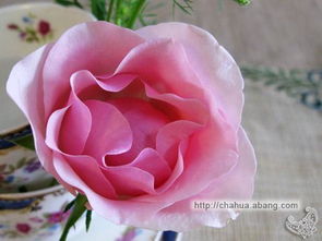 粉玫瑰代表什么意思,送花33朵玫瑰代表什么意思?33朵红玫瑰含义