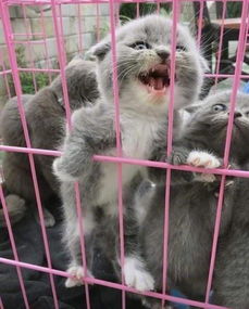 猫咪闯祸被主人关笼子,在笼子里活生生地上演表情大赛 