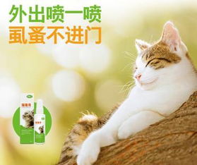 秋季如何正确养猫,你都知道吗 