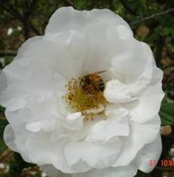 白色玫瑰 