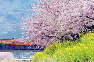 日本樱花