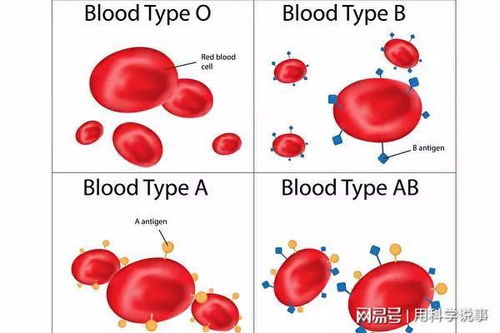 研究者找到A型血变为O型血方法 网友直呼 有救了