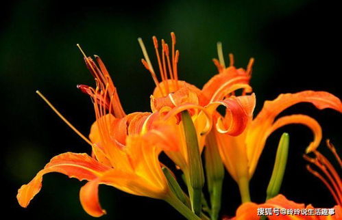 喜欢菊花,不如试试 母亲花 萱草花,花开幽香扑鼻,优雅靓丽 植物 