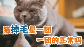 家里的蓝猫掉毛严重怎么处理