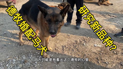 德牧强行配对马犬,马犬不同意,德牧配合专业人士霸王硬上弓 这是闹哪样,纯种的不好吗 