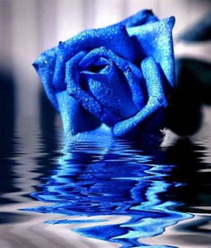 世界上有没有蓝玫瑰呢 因为我好想见到蓝色的玫瑰呢 