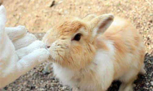 养兔经验 球虫病兔子有什么症状