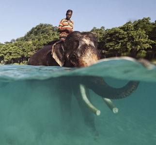 58岁赶象者与60岁大象水中共游 