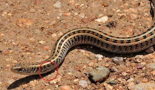 摄影师拍到蛇和蜥蜴的奇怪 合体 专家得知后说这是史上最大发现