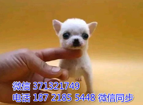 福州宠物狗狗 吉娃娃犬出售幼犬 福州犬舍 福州宠物店