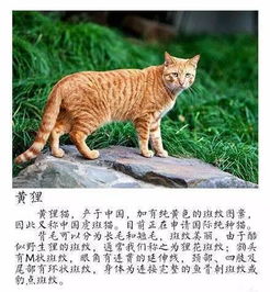 中国本土猫有哪些种类 