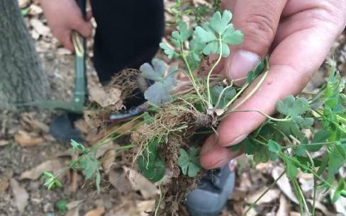 千年老鼠屎草药治啥病图片