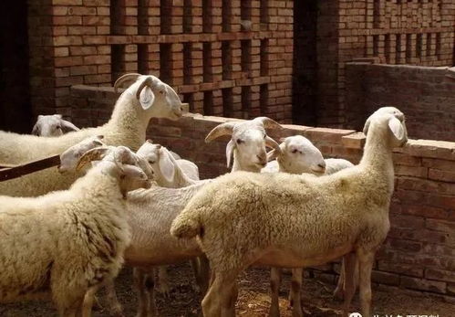 秋季养羊高发病及防治方法 羊快疫