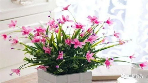 室内养什么花最好,适合在家养的花卉排行榜？