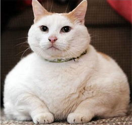 你永远猜不到当初抱回来的猫猫,有一天会胖成一只喵猪 