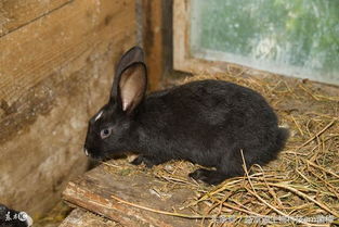 发酵床养兔的兔舍建造方法和垫料配方 