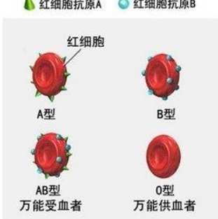 A型 B型 AB型 O型血,哪种是天生的长寿老人 快看你是不是