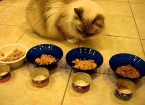 幼猫罐头适合多大猫吃 