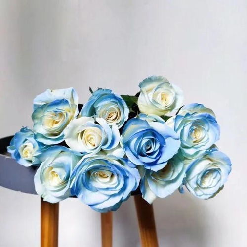 稀有A级碎冰蓝玫瑰,有一种蓝色的高贵和忧郁气质