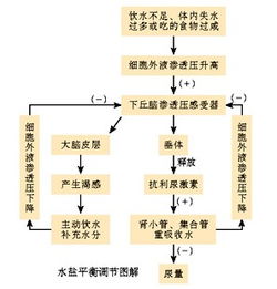 调节是什么意思？