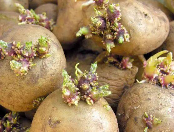 如何避免食用发芽的土豆对身体造成不良影响？