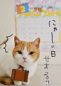 跟小编一起来看看日本如何庆祝每年的 猫之日 