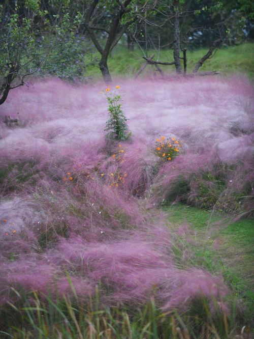 南京 想过芦苇荡很多画面,却没有这里浪漫 