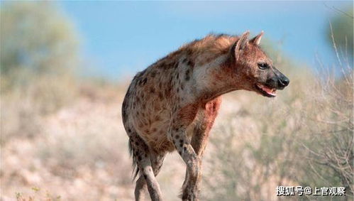 非洲二哥 斑鬣狗,能不能被人类驯化成 护卫犬