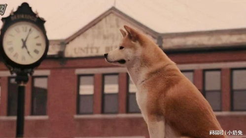 关于狗的电影排行榜前十,关于狗的电影排行榜前十