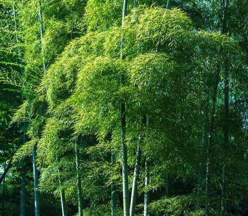 竹子是树还是草还是灌木,竹子是乔木还是灌木？