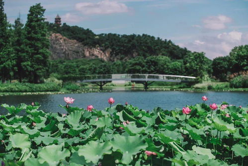 松江辰山植物园地图 搜狗图片搜索