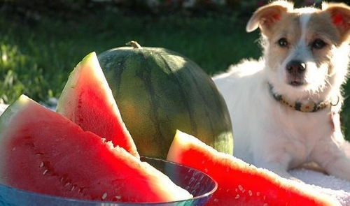 狗狗吃西瓜 可以给予的量以及风险有哪些