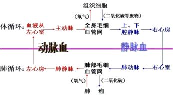 甲血管与心房相连.流动脉血.乙血管与心室相连.流动脉血.这两条血管分别A.肺静脉和肺动脉B.主动脉和上腔静脉C.下腔静脉和肺动脉D.肺静脉和主动脉 题目和参考答案 